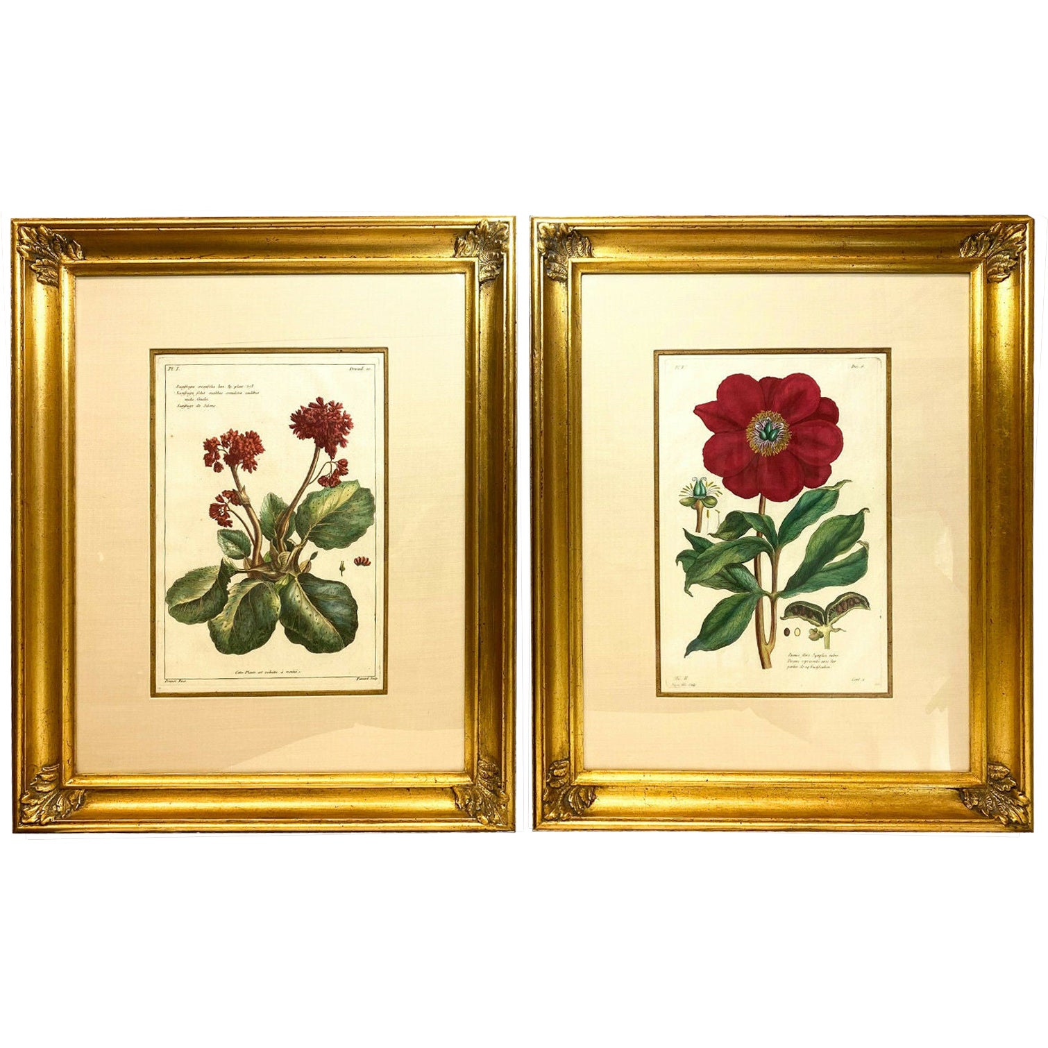 Six Antique 18th Century Botanical Prints Engravings, by P.J. Buchoz