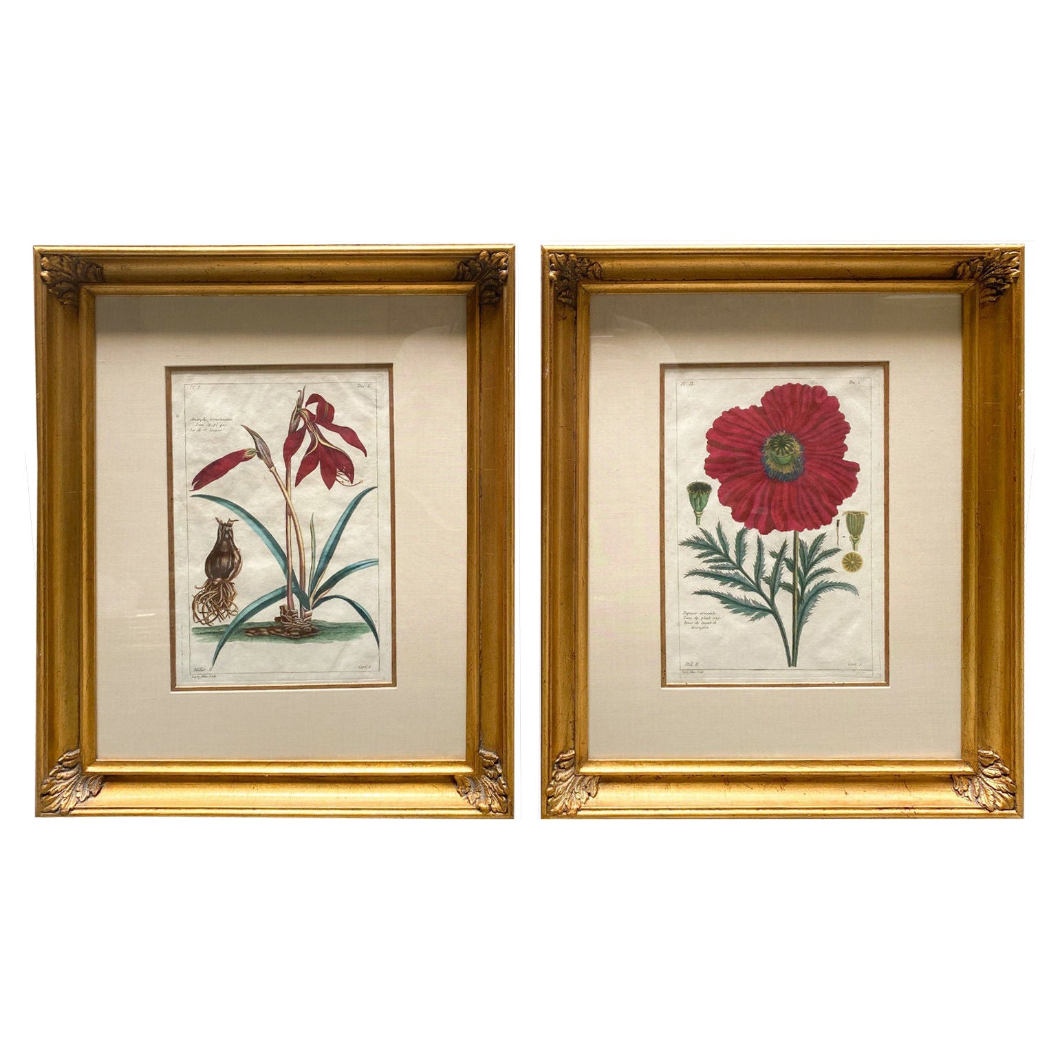 Pair of Pierre Joseph Buchoz 'French' Botanical Engravings, 18th Century For Sale