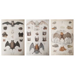 Set of 3 Large Original Antique Natural History Prints, Bats, circa 1835
