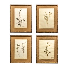 Antique Gilt Framed Herbier Botanical Specimens from the 19th Century