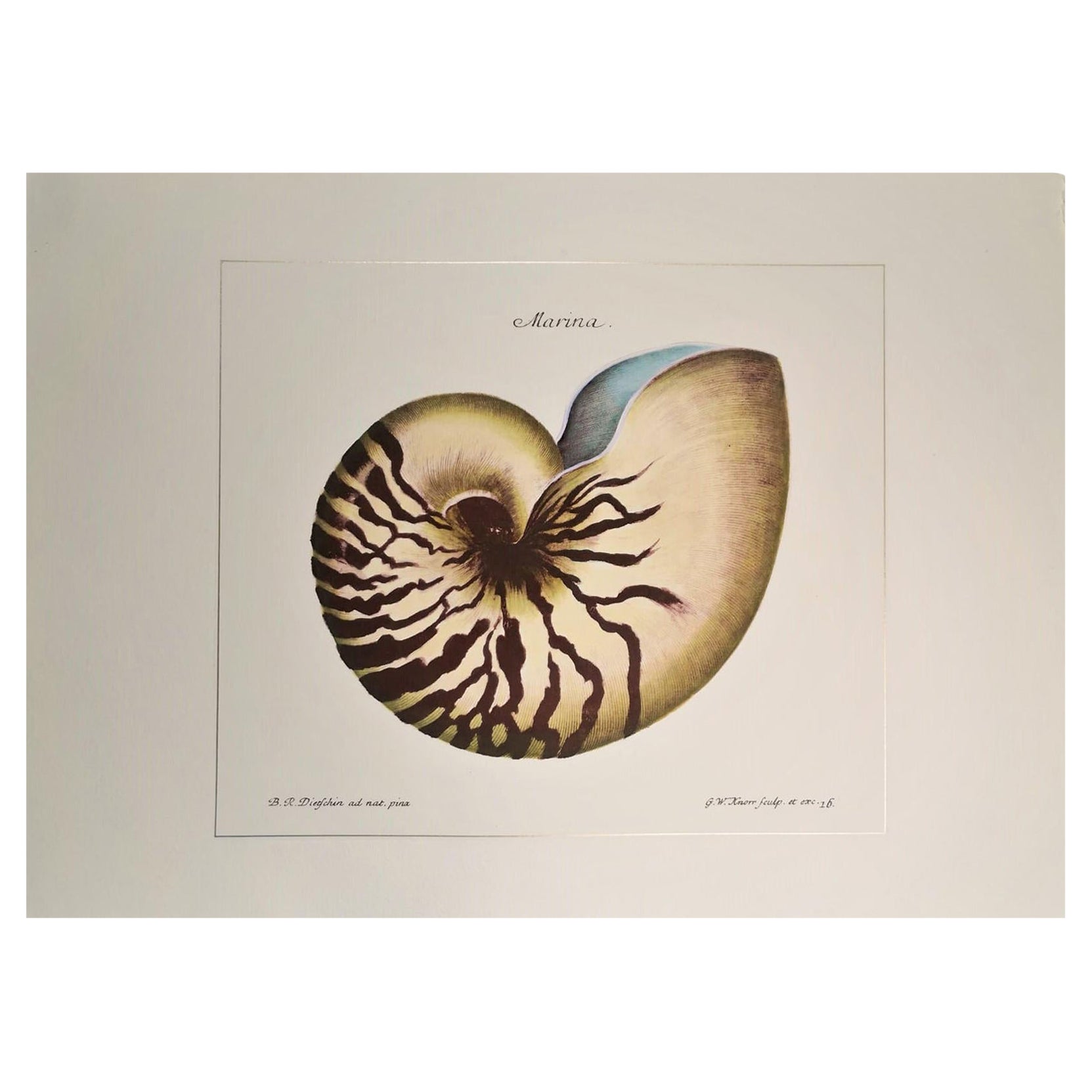 Contemporary Italian HandColored Print, Collection "Marina Shell" 2 of 2