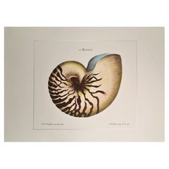 Contemporary Italian HandColored Print, Collection "Marina Shell" 2 of 2