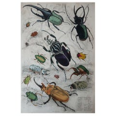 Large Original Antique Natural History Print, Bugs / Beetles, circa 1835