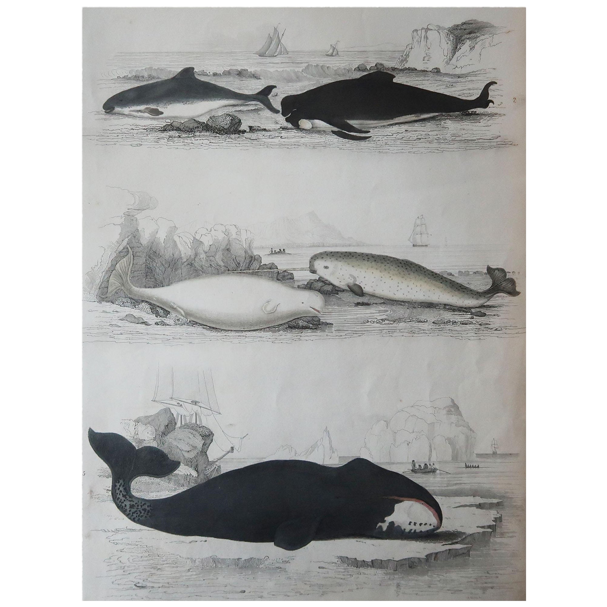 Large Original Antique Natural History Print, Whales and Dolphins, circa 1835