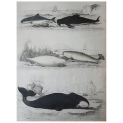 Large Original Antique Natural History Print, Whales and Dolphins, circa 1835