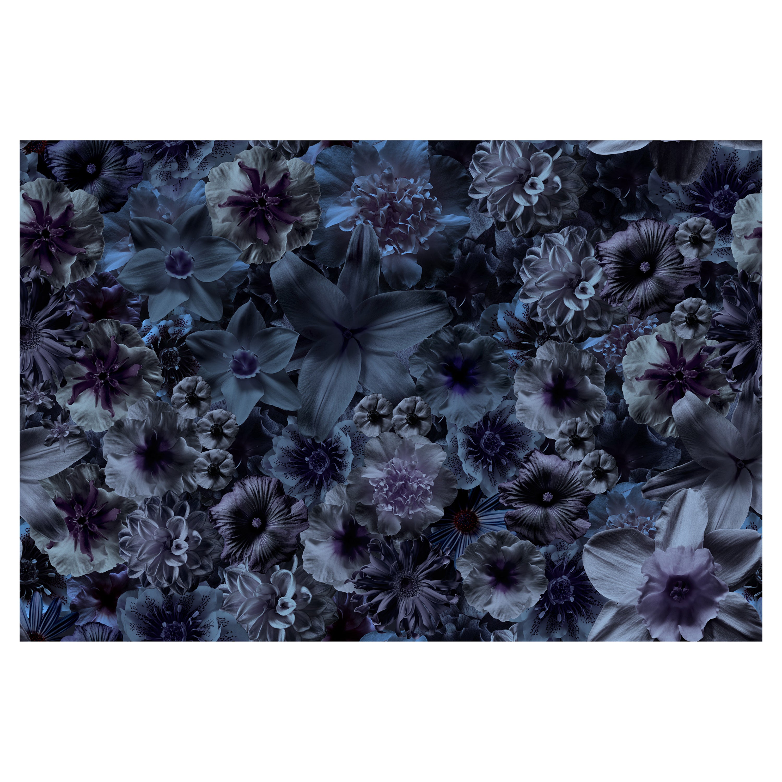 Moooi Flowergarden Broadloom Nachtteppich in weichem Garn Polyamide mit Blumenmuster im Angebot