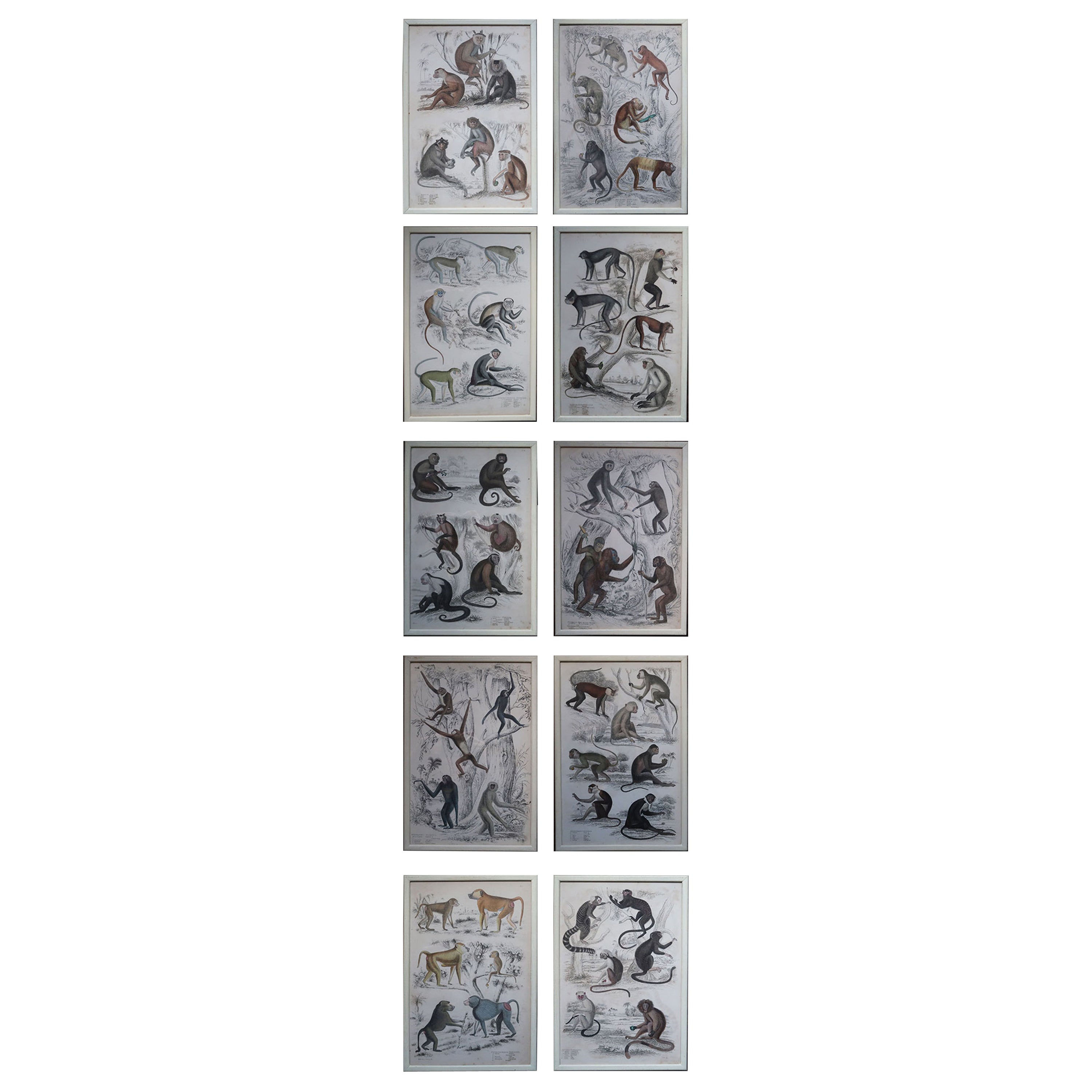 Ensemble de 10 tirages originaux de singes anciens dans des cadres peints en crème, années 1830