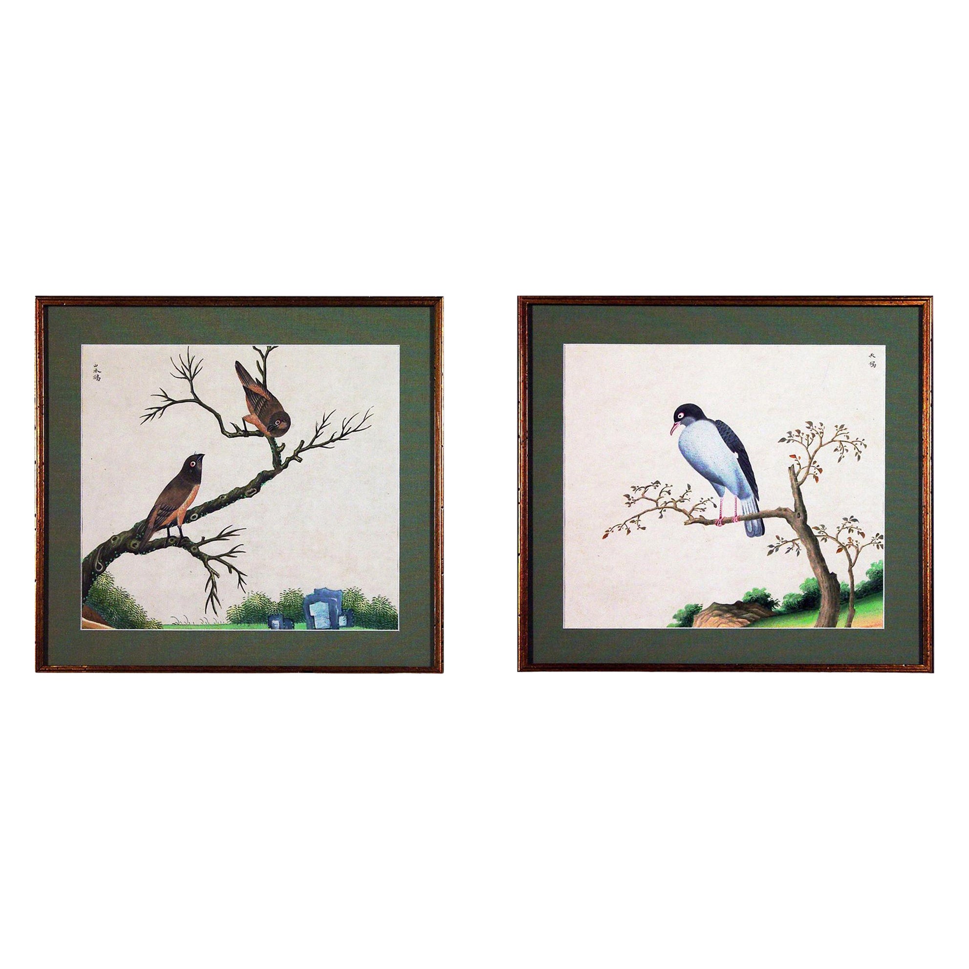Chinese Export Watercolor Exotic Bird Paintings on Paper For Sale