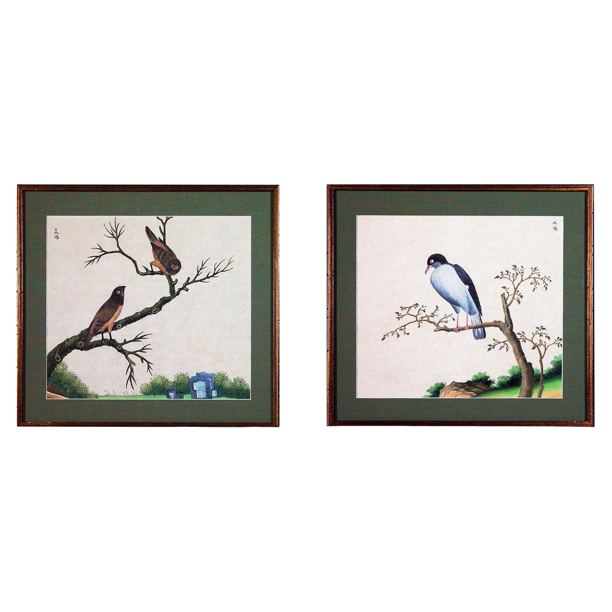 Chinese Export Watercolor Exotic Bird Paintings on Paper