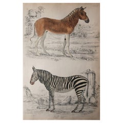 Large Original Antique Natural History Print, Zebras, circa 1835