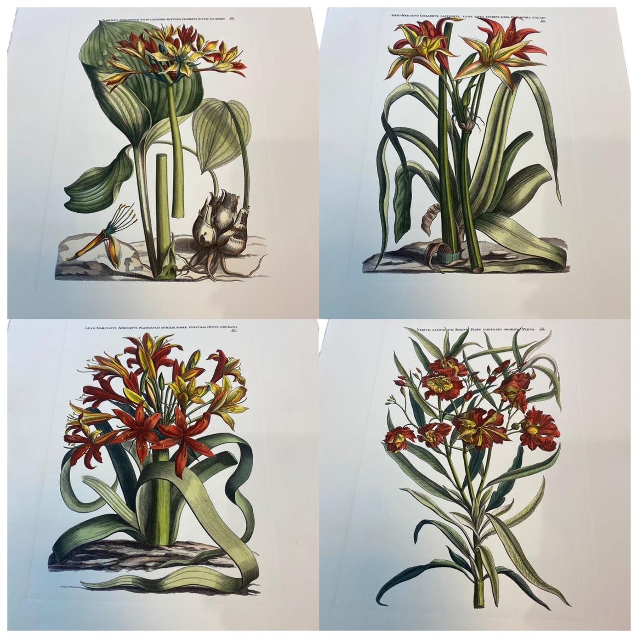 Impression botanique italienne contemporaine peinte à la main, lot de 4