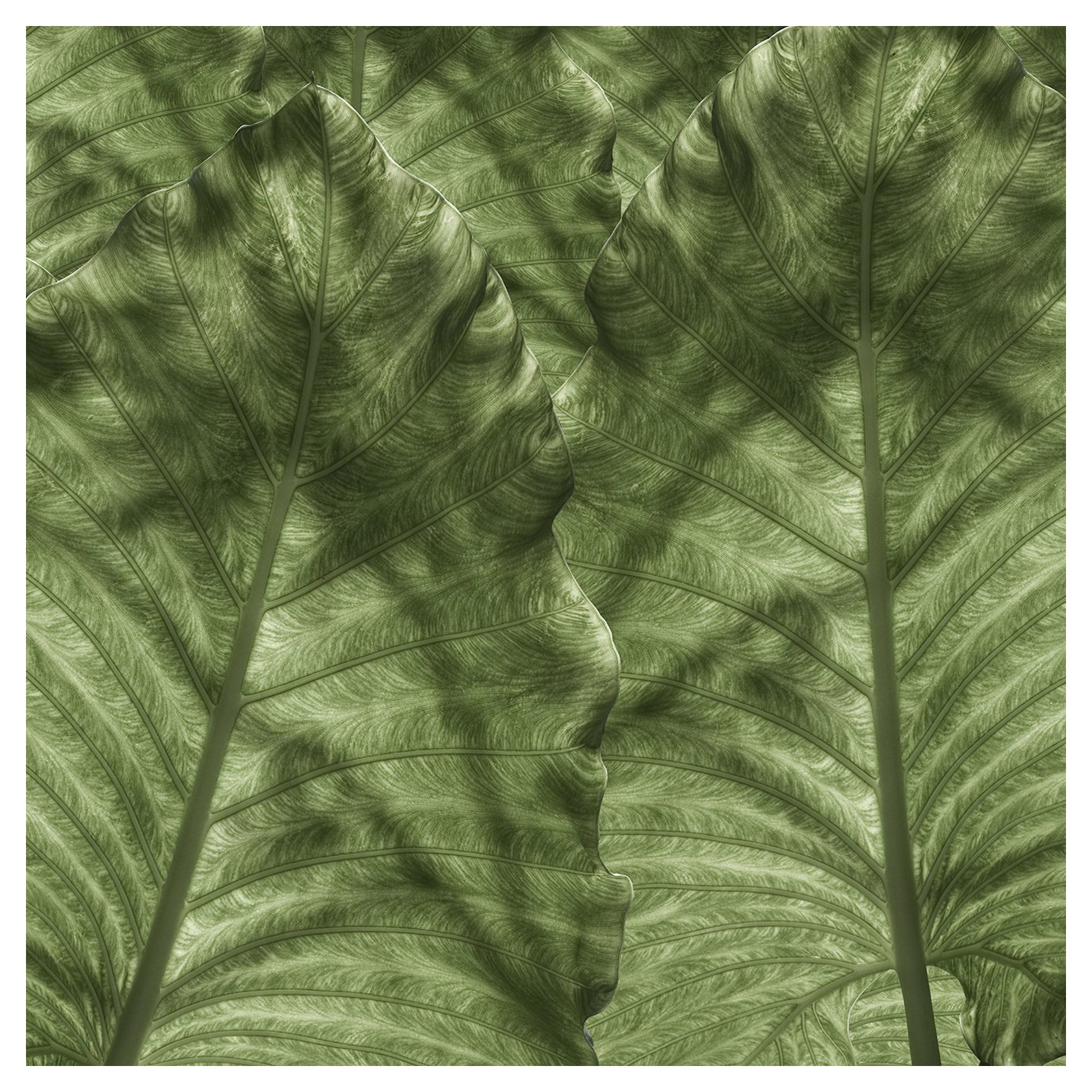 EDGE Collections Shadow Frond from our Tropical Modernism Collection For Sale