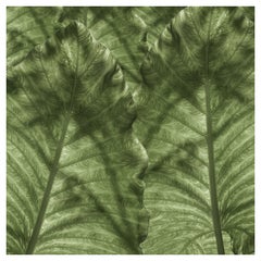 Frond d'ombre des collections EDGE de notre collection Tropical Modernism