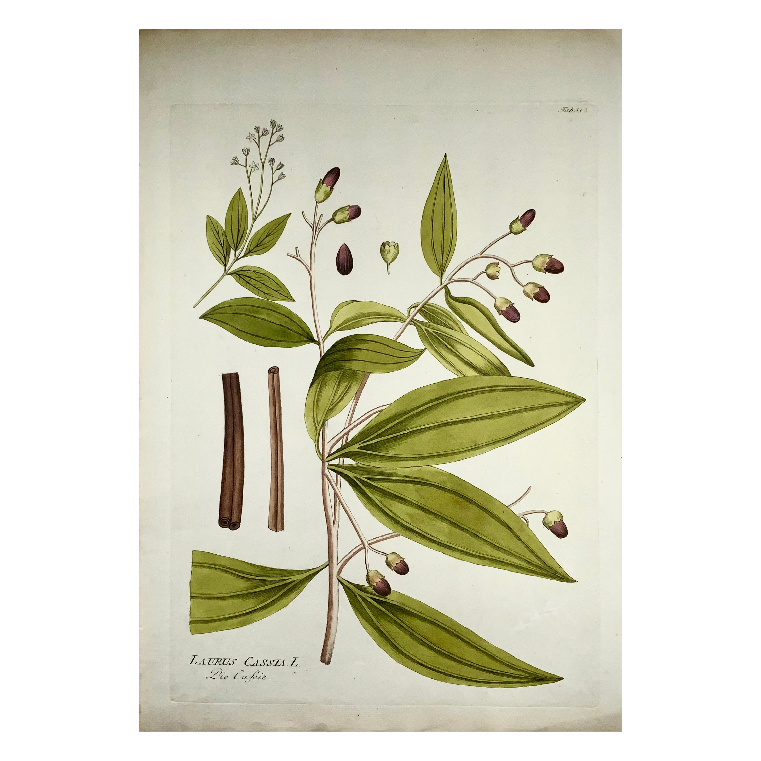 Jos. Jac. Französischer Zimtbaum (1737-1807), großer, handgefärbter Folianten, Botanik im Angebot