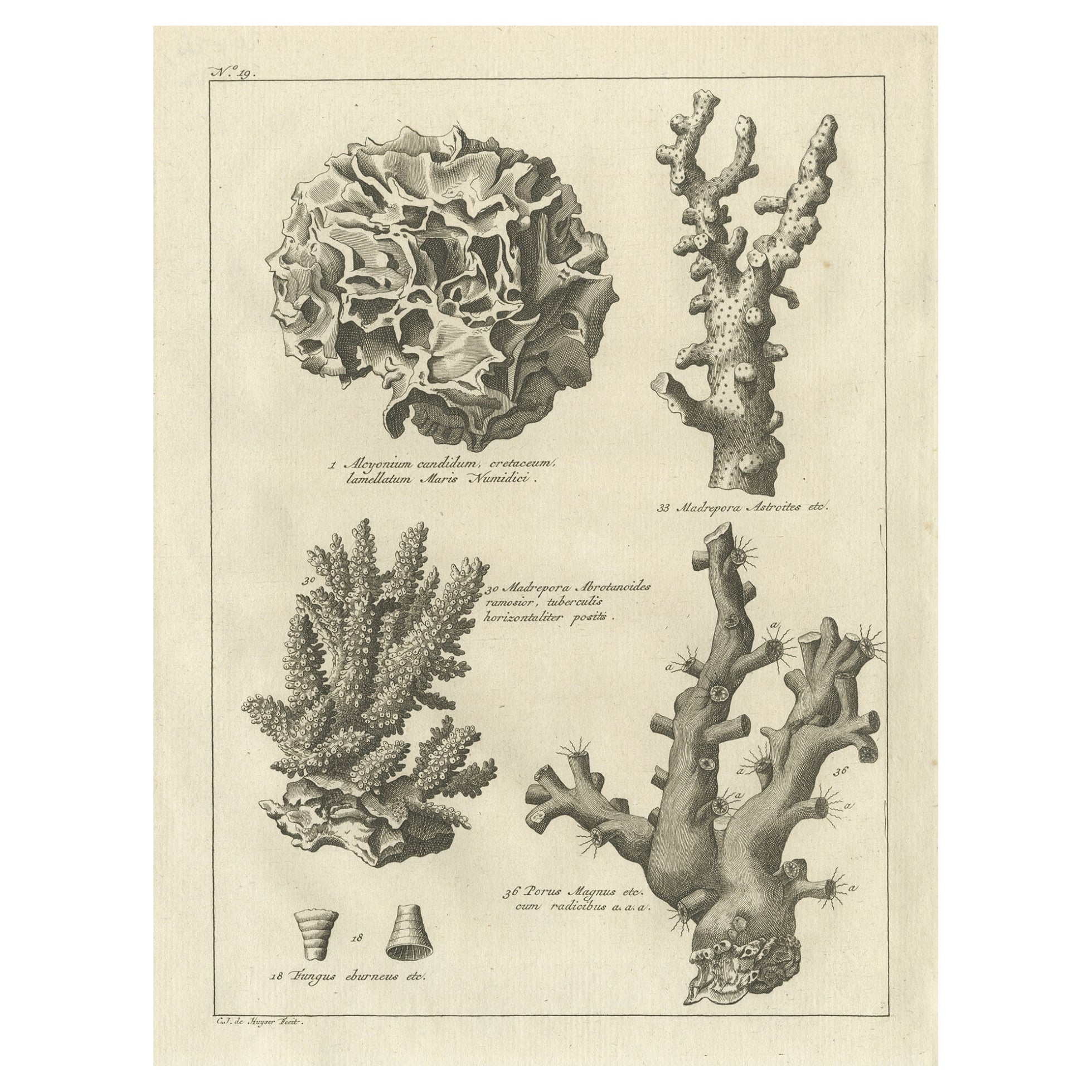 Gravure ancienne décorative de corails en pierre, 1773