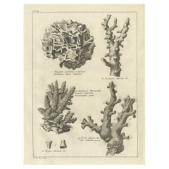 Incisione decorativa antica di coralli di pietra, 1773