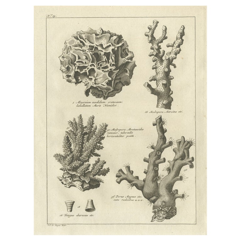 Decorative Antique Engraving of Stone Corals, 1773 For Sale at 1stDibs