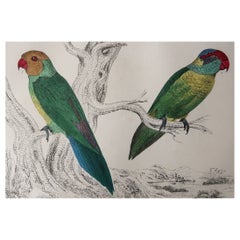 Original Antique Print of Parrots, 1847, 'Unframed'