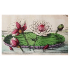 Original Antique Botanical Print, Water Lilies, circa 1840