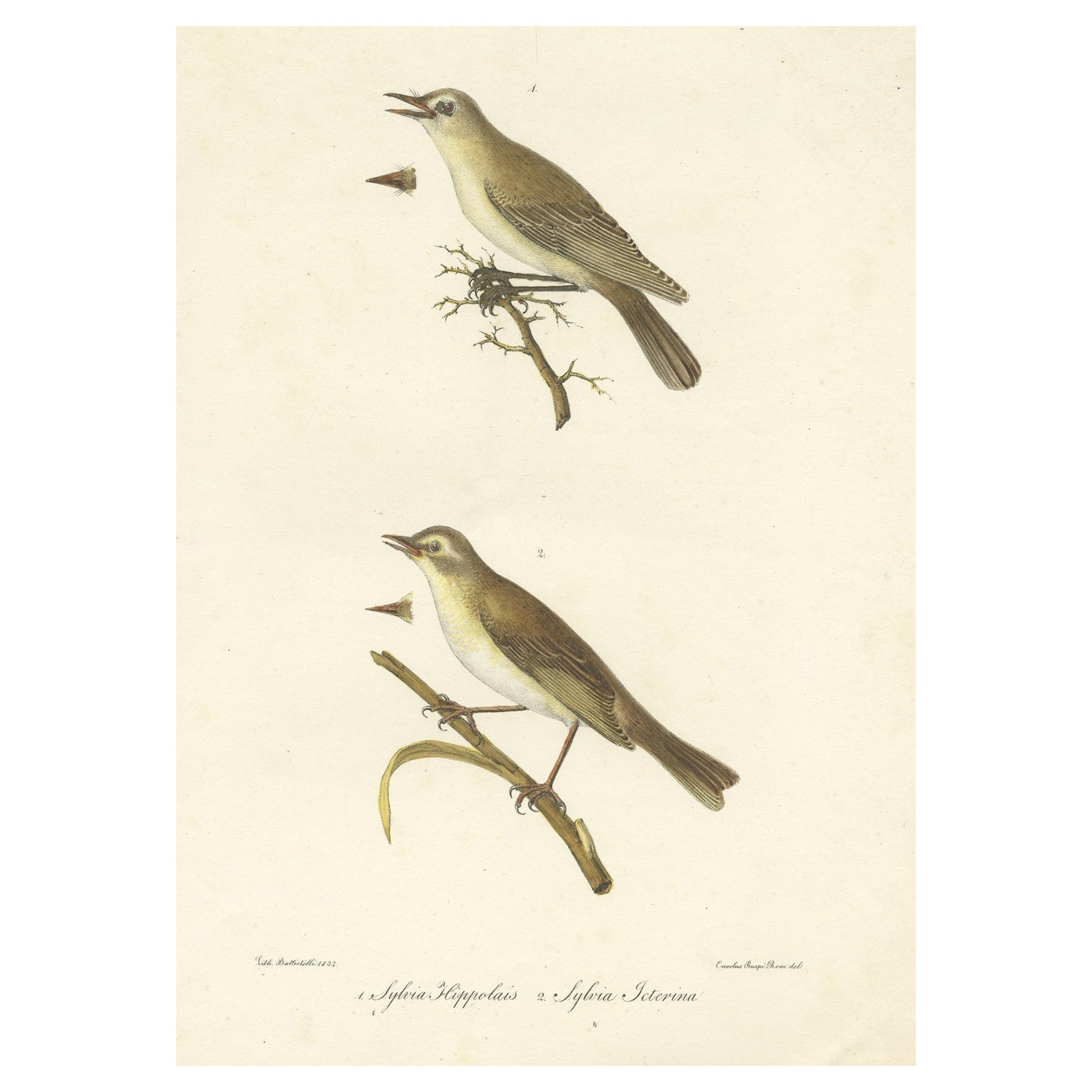 Stunning Handcolored Old Bird Print of the Willow Wren & Icterine Warbler, 1832 For Sale