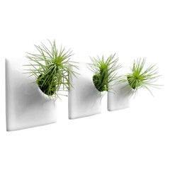 Modern White Wall Planter Set, Air Plant Holder, Moss Wall Art, Node 3" X Small