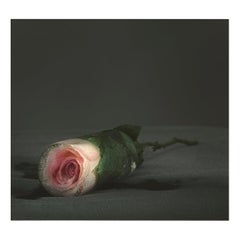 Deborah Murdoch x Garthivan Fine Art Photography Flowerbloom No.3