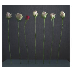 Deborah Murdoch x Garthivan Fine Art Photography Flowerbloom No.2