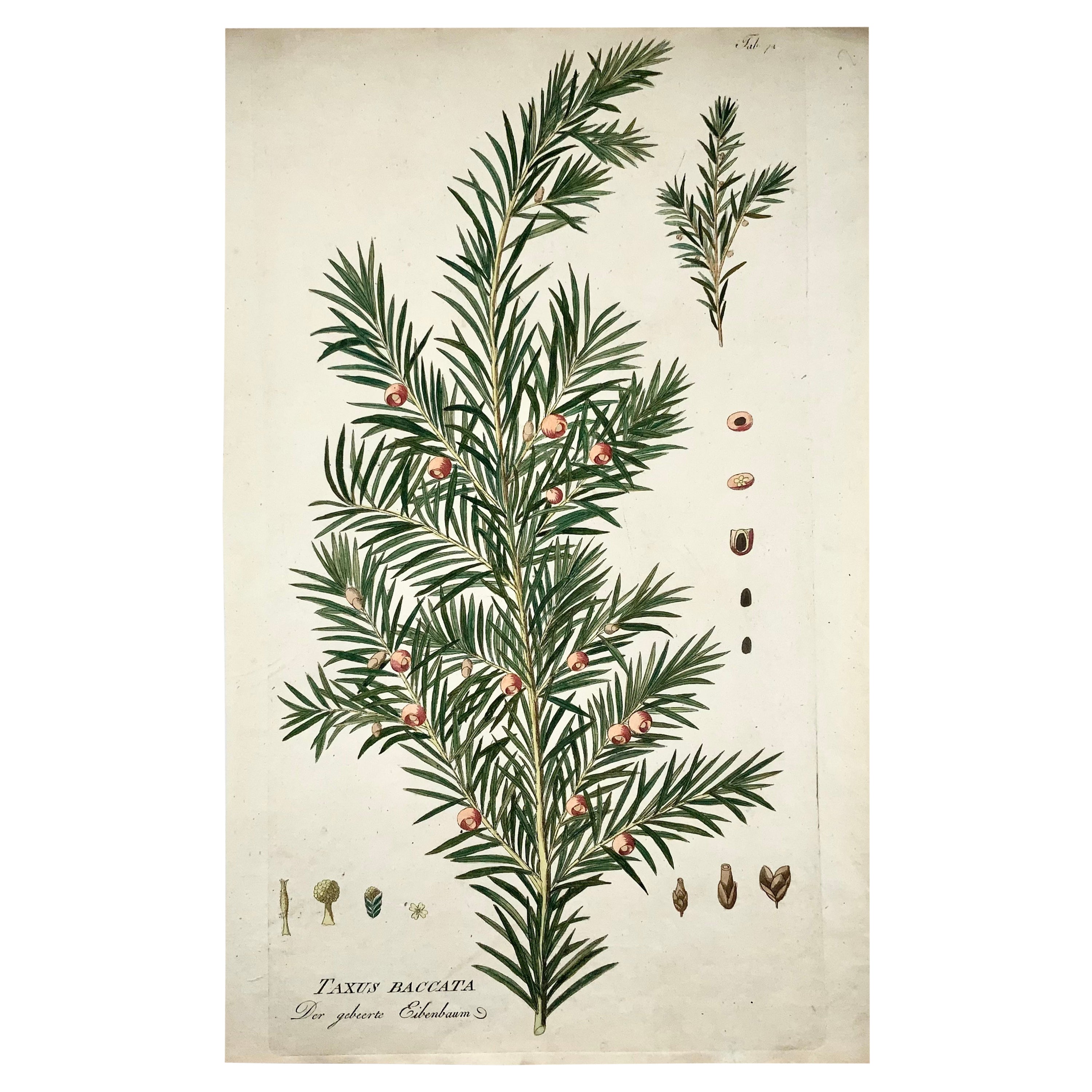 Jos. Jac. Plenck (1737-1807), grand arbre d'if coloré à la main, botanique