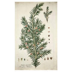 Jos. Jac. Plenck '1737-1807', Yew Tree, Large Folio Hand Colored, Botany