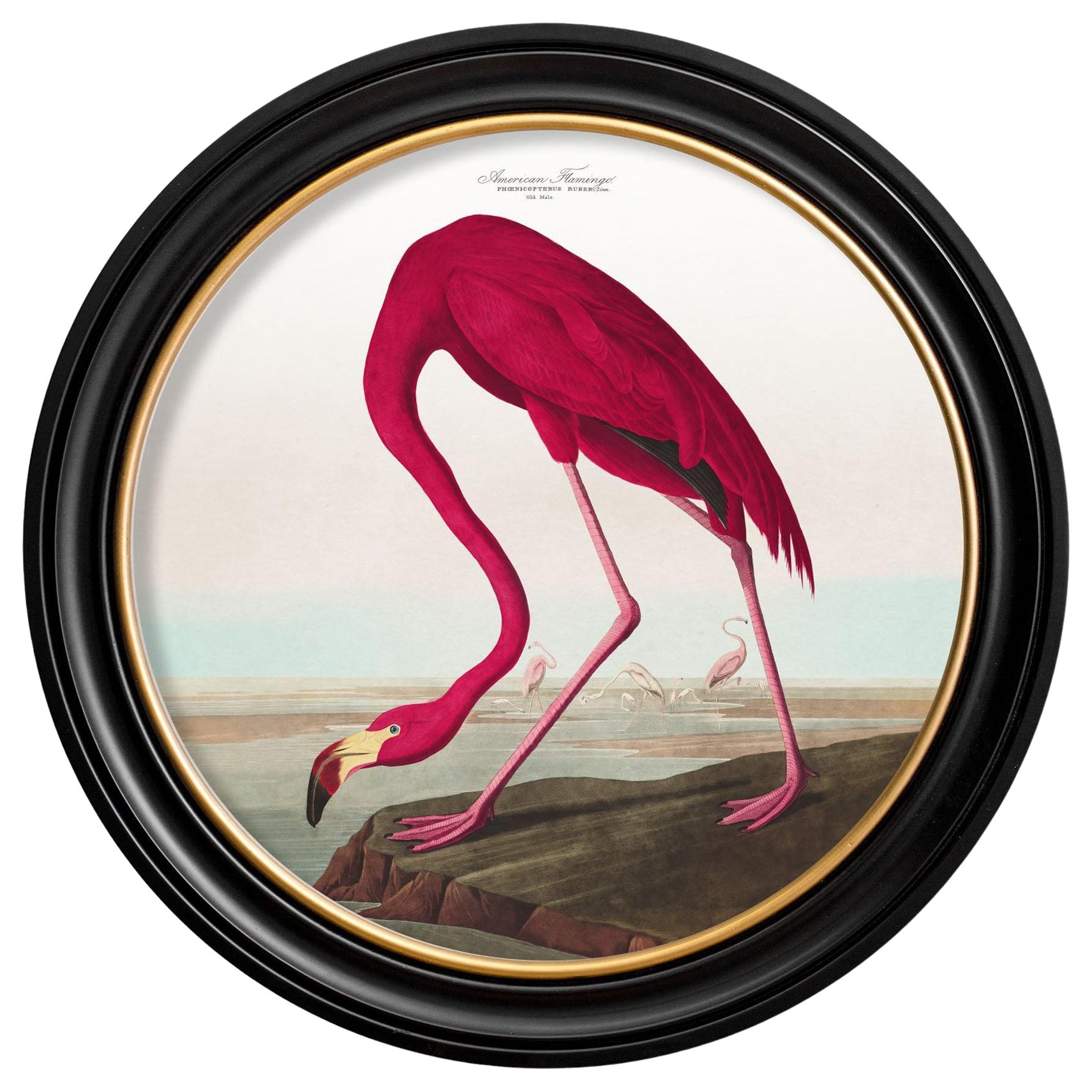 Impression flamingo d'Audubon's Birds of America C1838 dans un cadre rond, neuf