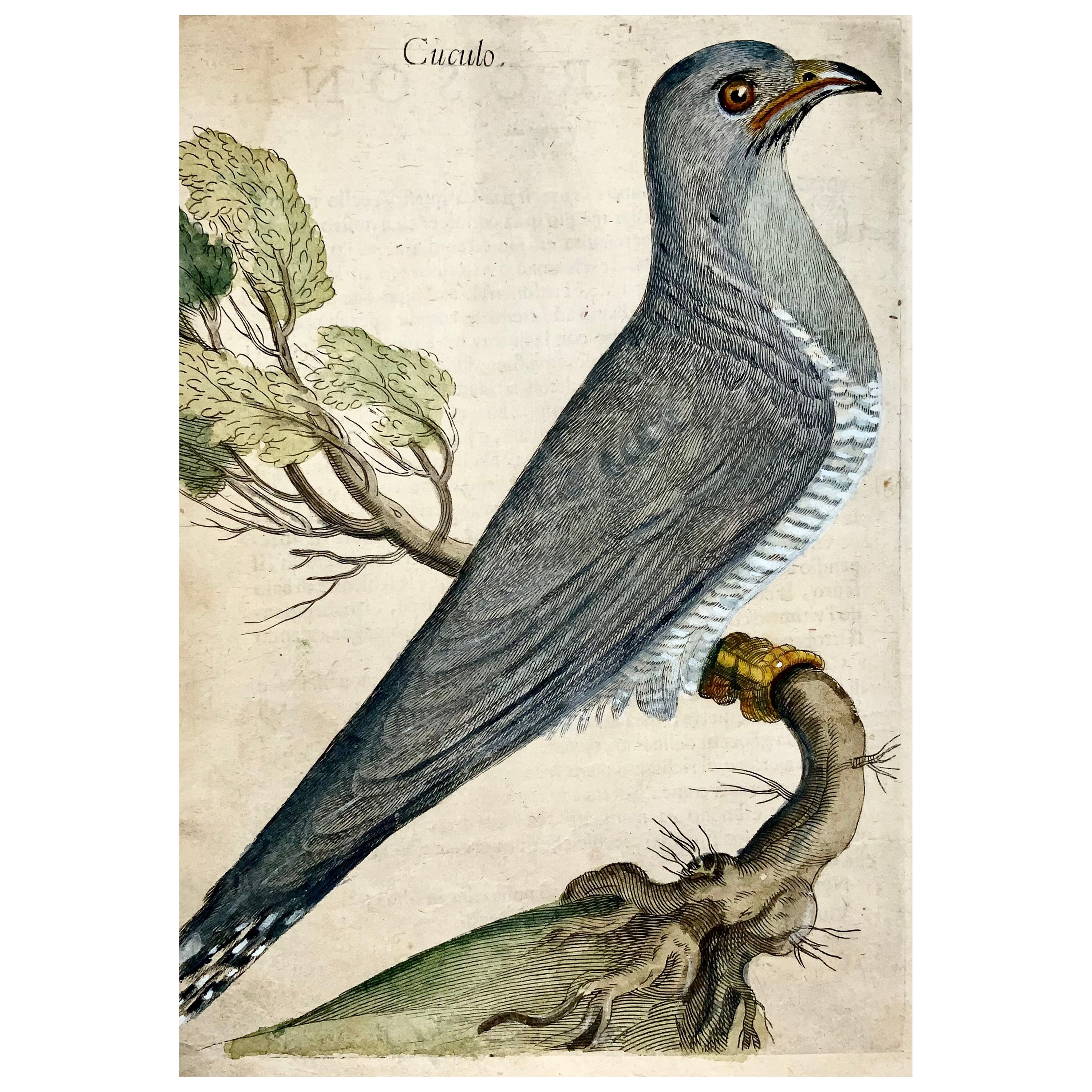 Cuckoo, Ornithology, Antonio Tempesta; Fr. Villamena, Master Engraving For Sale