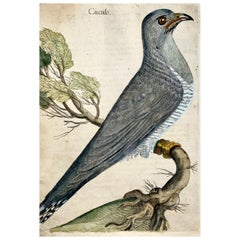 Antique Cuckoo, Ornithology, Antonio Tempesta; Fr. Villamena, Master Engraving