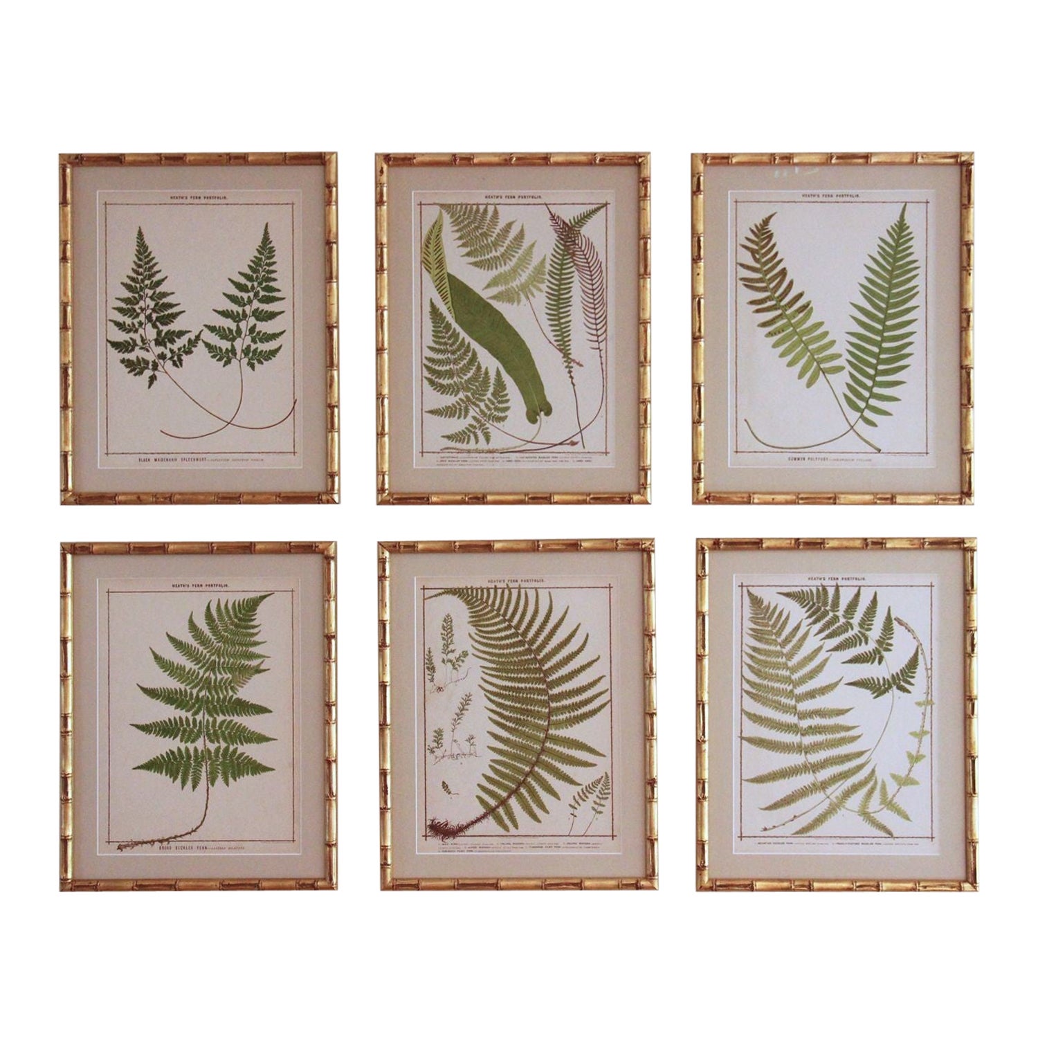 19th c. Collection of Six Framed English Fern Chromolithographs