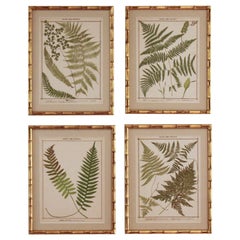 19th C. Collection of Four Framed English Chromolithograph Ferns