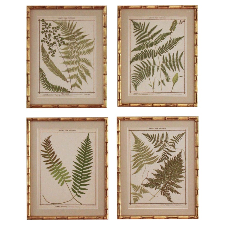 19th C. Collection of Four Framed English Chromolithograph Ferns For Sale