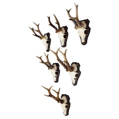 Six Large Vintage Deer Trophies on Wooden Plaques