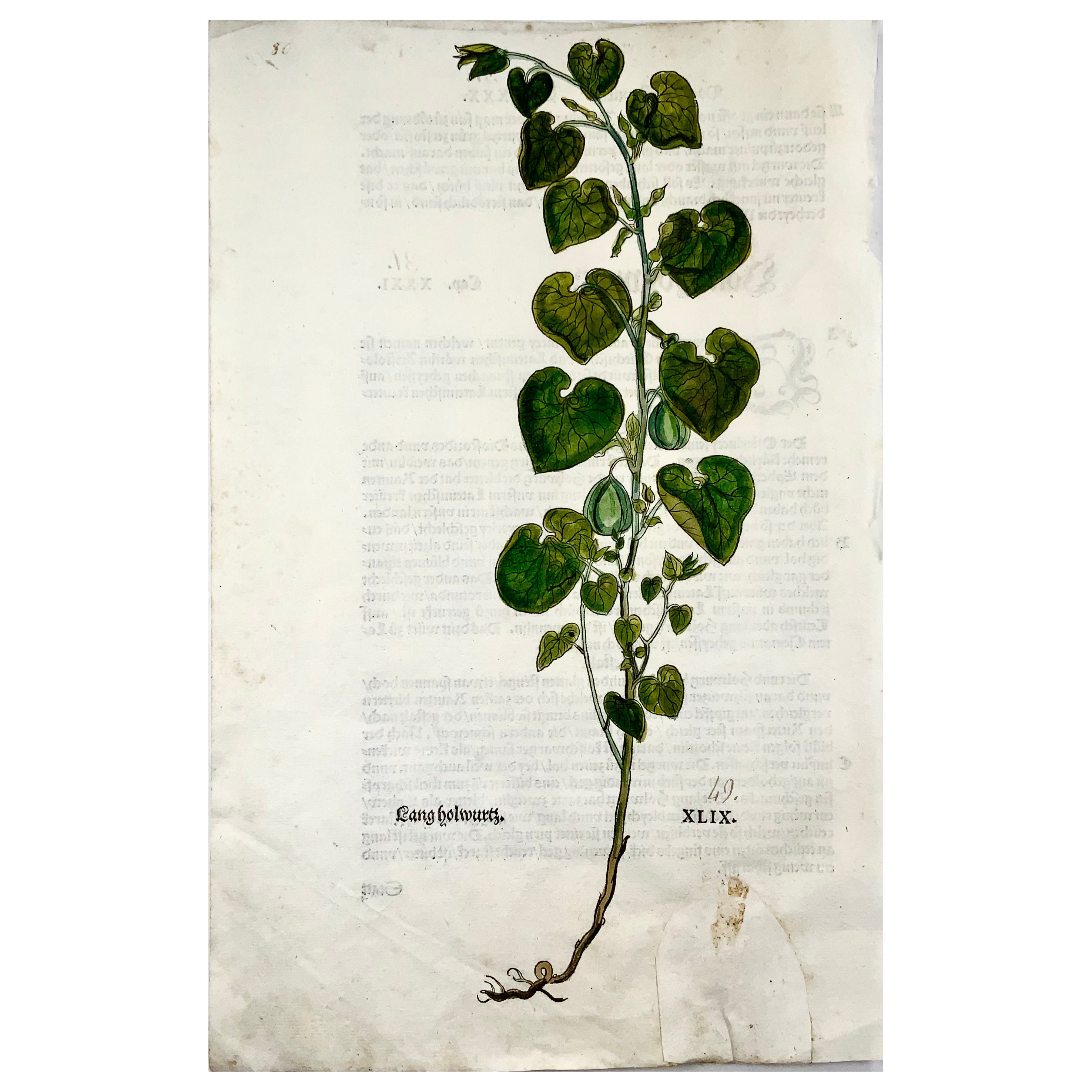 Leonhart Fuchs, Birthwood, Aristolochia, Folio Woodcuts 1st Edn For Sale