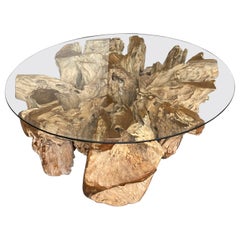 21st Century Teak Tree Root Coffee Table with Bevelled Glass