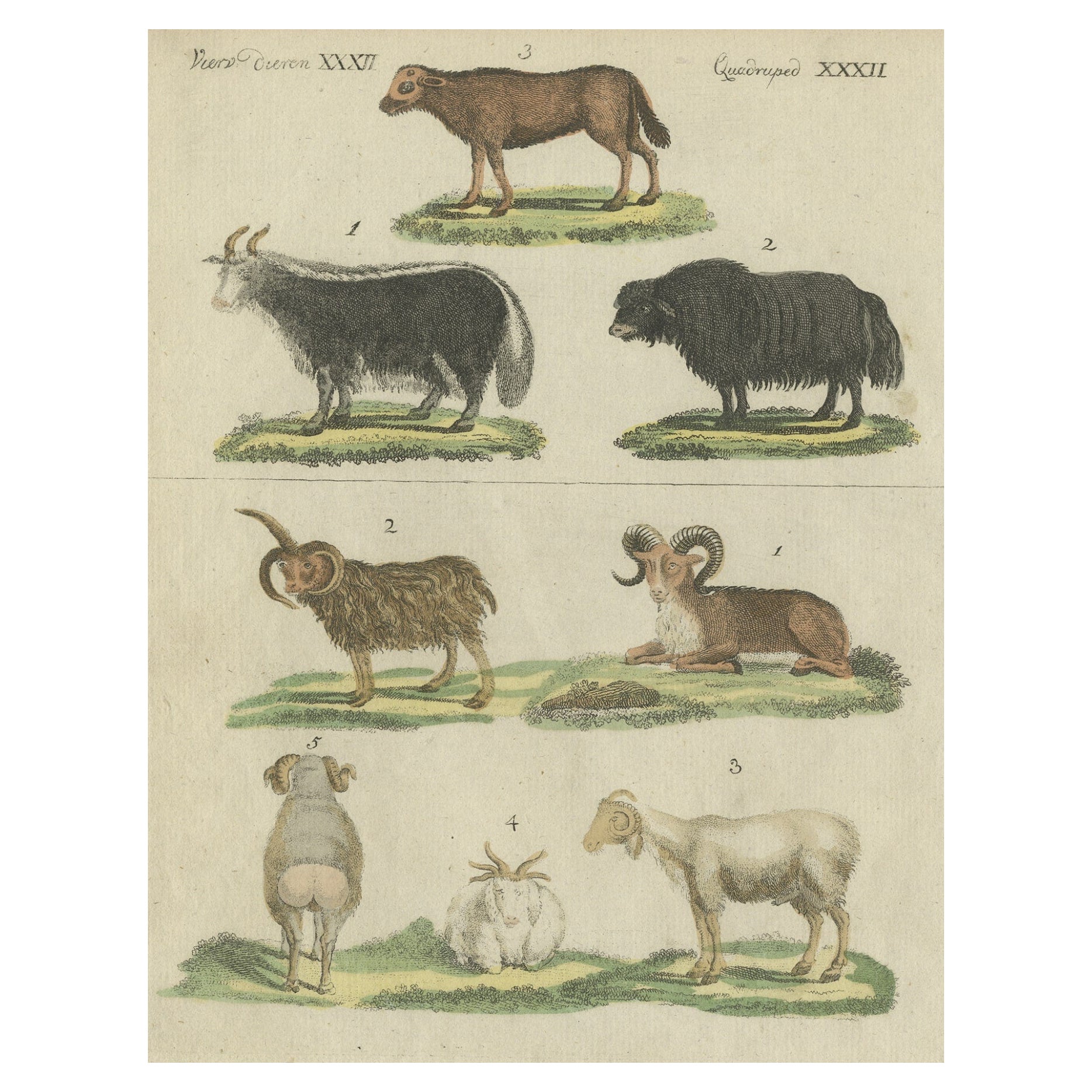Impression ancienne de moutons en coloration à la main ancienne, publiée en 1800 en vente