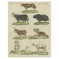 Impression ancienne de moutons en coloration à la main ancienne, publiée en 1800