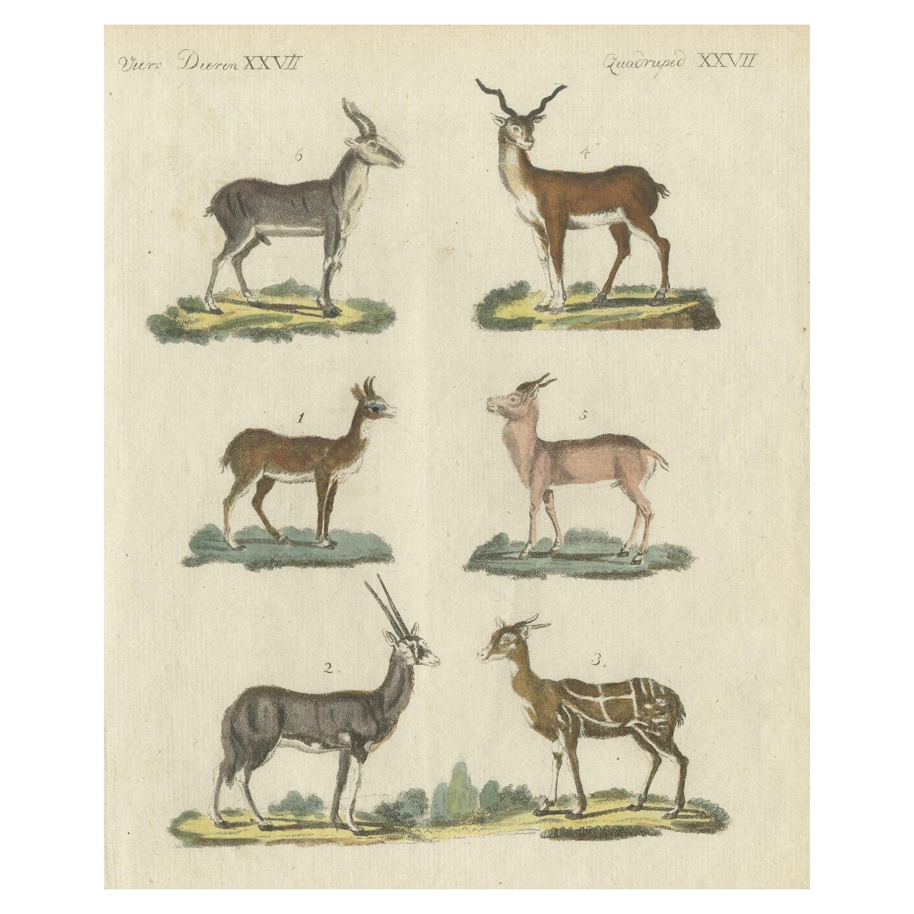 Impression ancienne d'une peinture d'antilope en coloration à la main ancienne, publiée en 1800 en vente