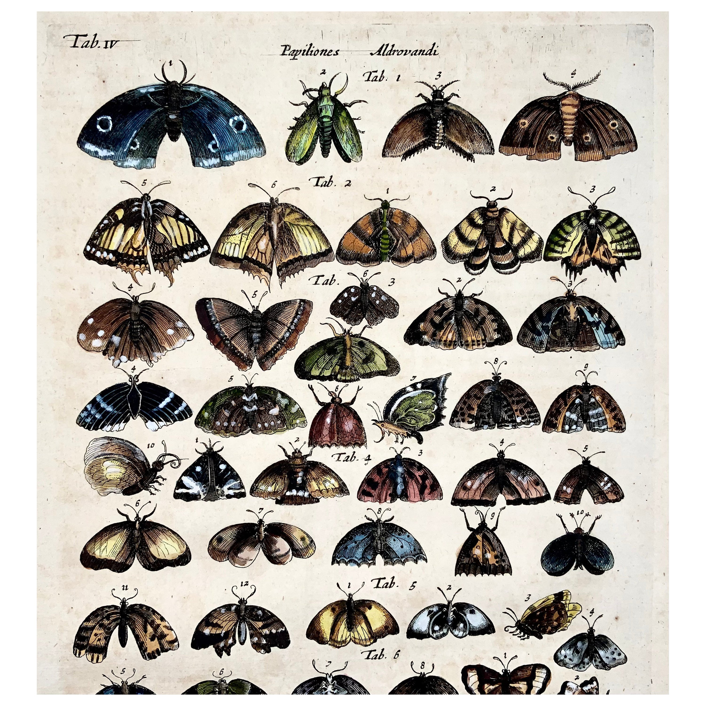 Merian, Mariposas, Polillas, Folio, Grabado coloreado a mano en venta