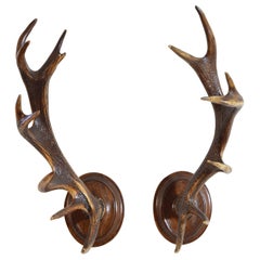 Pair Continental Antler Mounts on Shaped Backplates