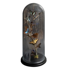 Butterfly in Glass Dome