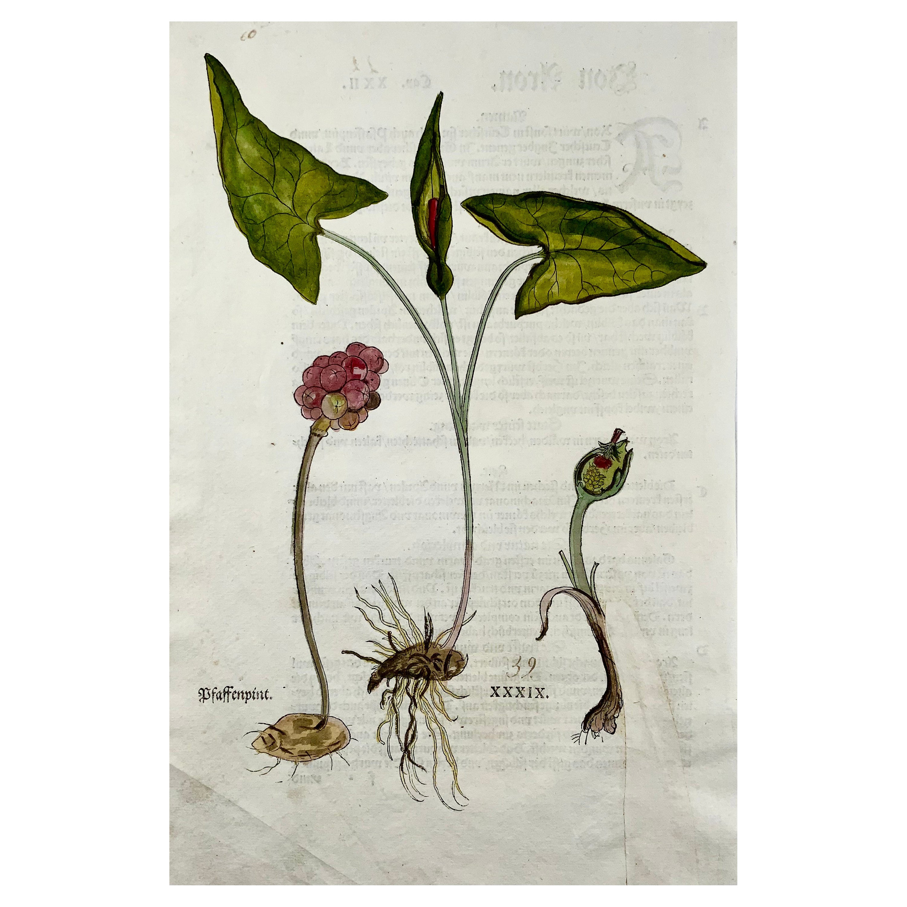 Leonhart Fuchs, Cuckoo-Pint, Folio Woodcut, 1st Edn, Botany