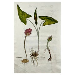 Antique Leonhart Fuchs, Cuckoo-Pint, Folio Woodcut, 1st Edn, Botany