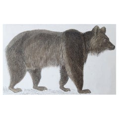 Original Antique Print of A Brown Bear, 1847 'Unframed'