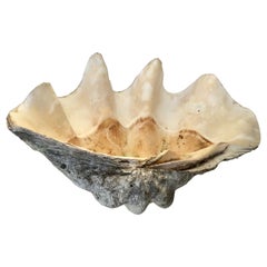 Giant Natural Clam Shell Specimen