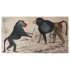 Original Antique Print of Baboons, 1847 'Unframed'