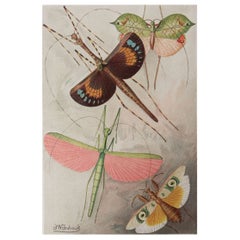 Original Antique Print of Grasshoppers / Crickets, C.1870